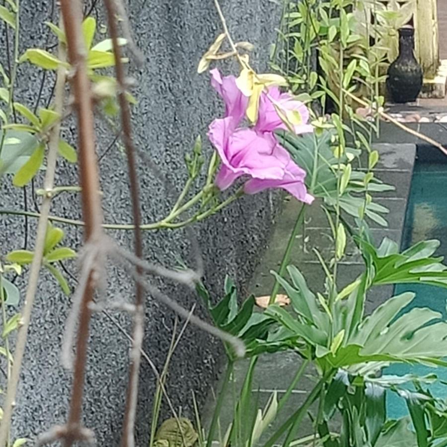 D'Puja Home Stay And Spa Nusa Dua  Luaran gambar